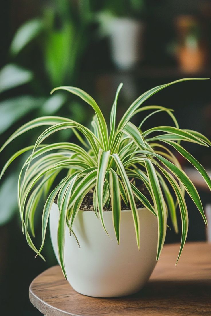 Indoor & Outdoor Plant Advice