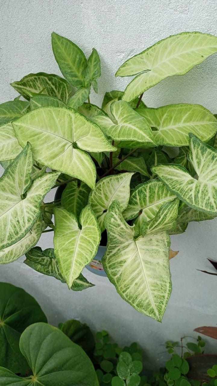 Variegated Syngonium