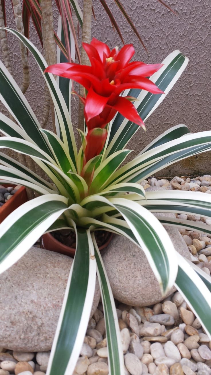 Red Bromeliad