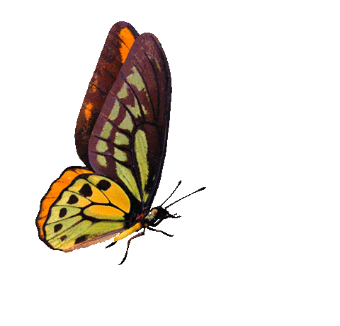 Forest butterfly animation